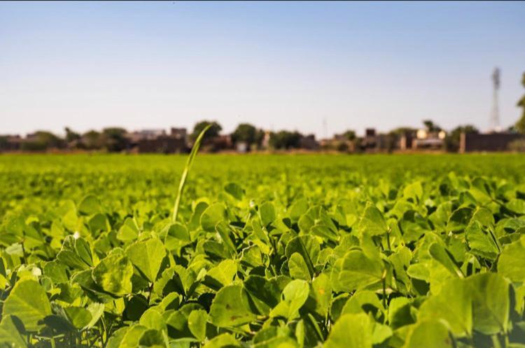 Ananya Farms Paradise Jodhpur  Bagian luar foto